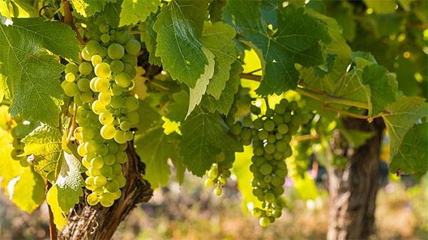 中菲酒庄,长相思是一种极具个性的国际白葡萄品种