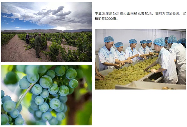 中菲酒庄地处新疆天山南麓焉耆盆地，拥有万亩葡萄园，定植葡萄6000亩