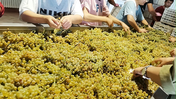 新疆中菲酒庄采摘后的葡萄进行分拣