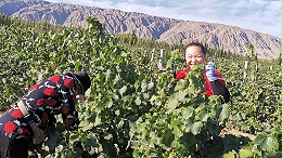 新疆中菲酒庄万亩有机葡萄进入采摘季 酿酒葡萄又迎来大丰收