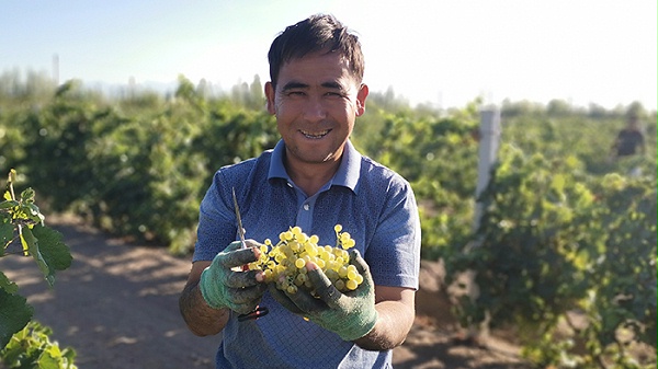 新疆中菲酒庄工人高兴的摘下一大串葡萄