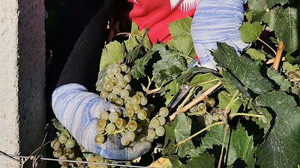 新疆中菲酒庄工人细致的剪下葡萄